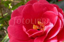 fotolibra.com Camelia