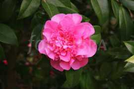 Camelia