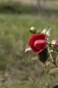 imagewa.com Camelia
