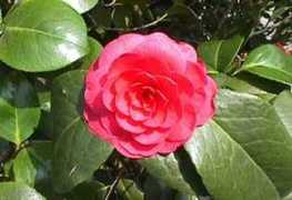 fichas.infojardin.com Camelio