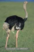 kevinschafer.com Camelis