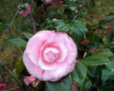central-jardin.be Camelli