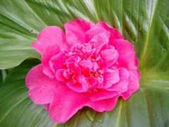 cpnhelp.org Camellia
