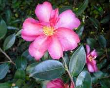 correntewire.com Camellia