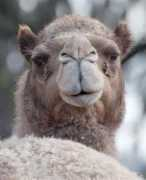 Camelo