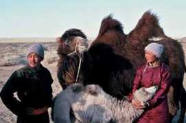 cranik.com Camelos