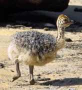 ozanimals.com Camelus