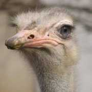 ozanimals.com Camelus