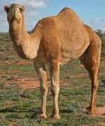 scientificlib.com Camelus