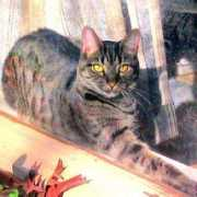 rutherfordcountyhumanesociety.org Camillea