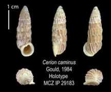 invertebrates.si.edu Caminus