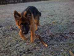 dogspot.ch Camiro