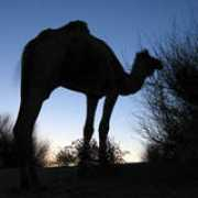 thetravelalmanac.com Camle