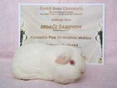 morcata.cz Cammelia