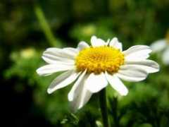 photo.hohli.com Camomile