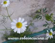 erbeincucina.it Camomilla