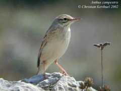 Campes