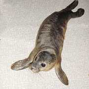 saveourseals.co.uk Campino