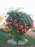murphysgardens.com Campis