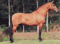pferde-rassen.de Campolina