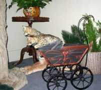 enchanted-tails.com Camuti