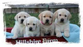 canaanlandlabradors.com Canaanland