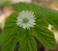 Canadine