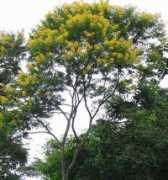 Canafistola