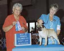 rowellpugs.com Canalizo