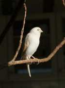 zoonar.com Canaries