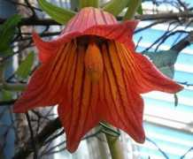 strangewonderfulthings.com Canarina