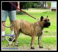 bearclawkennels.com Canario