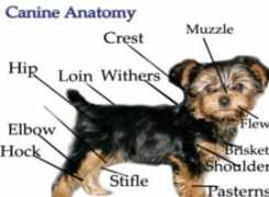 yorkiebaby.com Canat