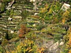Canavese