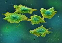 topnews.in Cancer