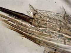 marinespecies.org Candacia