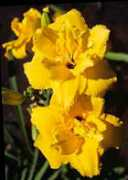 rosemarybasil.net Candilla