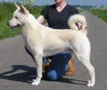 Candog