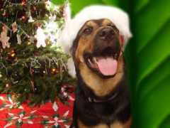 dogsindanger.com Candra