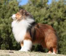 belmarkshelties.com Candray
