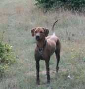 Caneesha