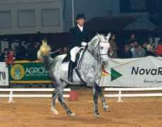cavalos-lusitanos.com Canelas