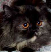 tjpurrs.tripod.com Canelle