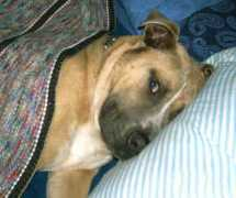 gotpetsonline.com Canello