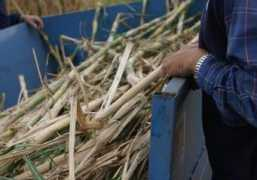 agroterra.com Canera