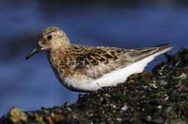 oiseaux.net Canevet