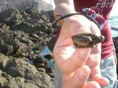 en.l4c.me Cangrejito