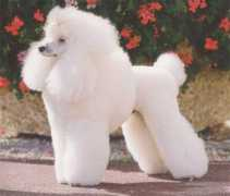 friki.net Caniche