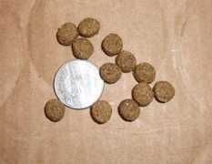 oes.org Canidae