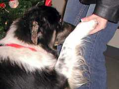 Canidae